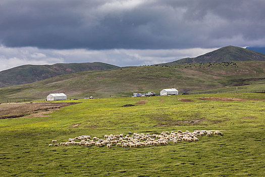 羊,羊群,乡村