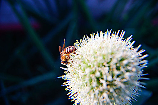 蜜蜂採蜜