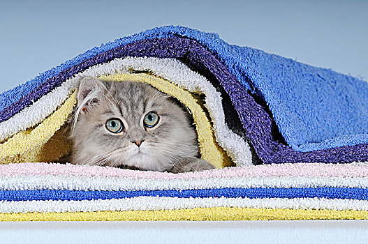 波斯猫,蓝色,斑猫,幼兽,雄性,卧,毯子