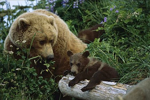 大灰熊,棕熊,母兽,幼兽,卡特麦国家公园,阿拉斯加