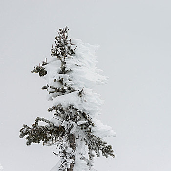 特写,积雪,树,惠斯勒,不列颠哥伦比亚省,加拿大