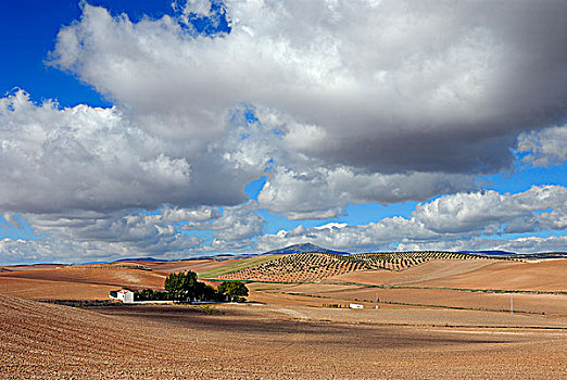 西班牙,农场,靠近,安达卢西亚