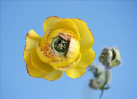 花毛茛,黄花