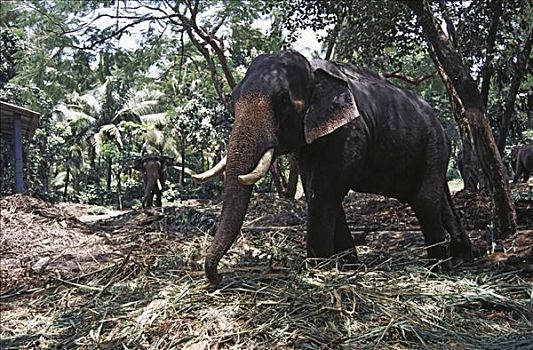 大象,树林,喀拉拉,印度