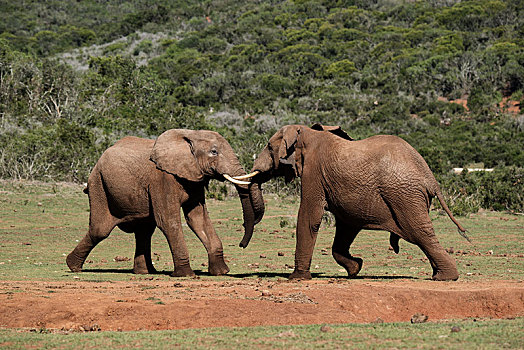 非洲,非洲象,玩耍,争斗,阿多大象国家公园,南非
