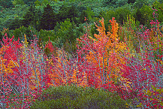 秋天,树,春天,阿卡迪亚国家公园,缅因,美国