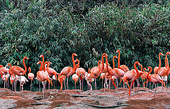 上海野生动物园红色火烈鸟