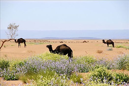 生活,骆驼,开花植物,沙漠,靠近,摩洛哥