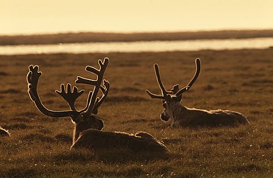 驯鹿,驯鹿属,躺着,草,普拉德霍湾,阿拉斯加,美国