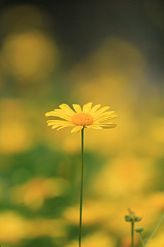 秋天盛开的一朵黄色小菊花