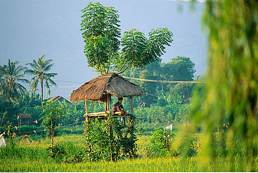 小屋,茅草屋顶,巴厘岛,印度尼西亚