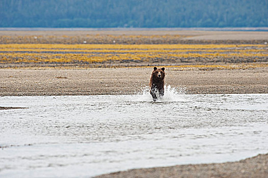 大灰熊,棕熊,跑,河流,阿拉斯加,美国