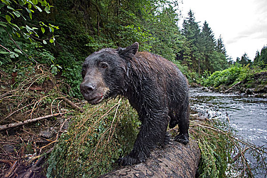 黑熊,走,落下,树干,捕鱼,卵,三文鱼,溪流,东南阿拉斯加,夏天