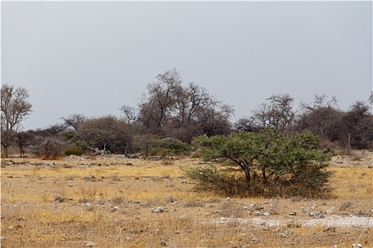风景,纳米比亚,禁猎区