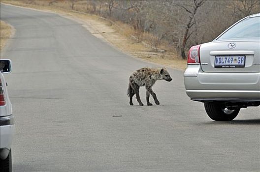 斑鬣狗,小动物,克鲁格国家公园,南非,非洲