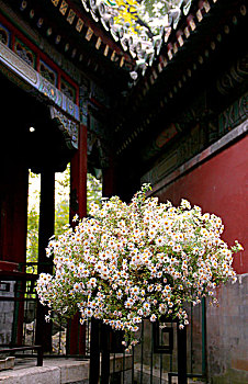 古老建筑中盛开的白色野菊花