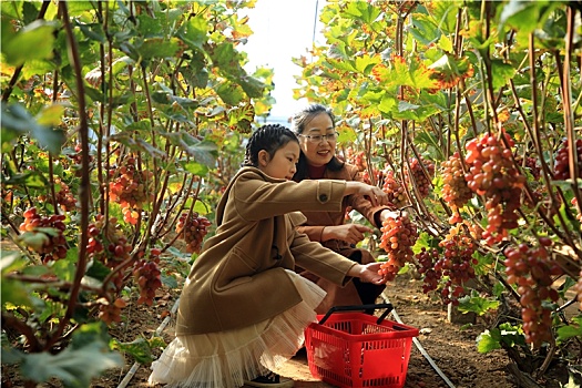 山东省日照市,初冬时节的新鲜水果,冰美人葡萄甜蜜来袭