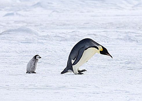 帝企鹅,成年,幼禽,走,上方,海冰,雪丘岛,威德尔海,南极