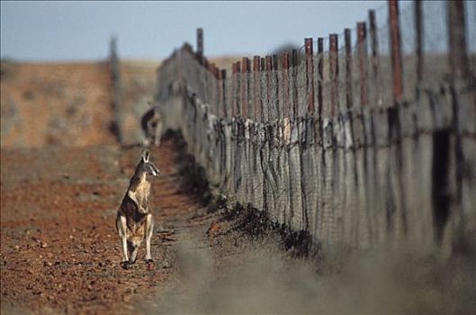 红袋鼠,站立,旁侧,澳洲野狗,栅栏,国家公园,澳大利亚