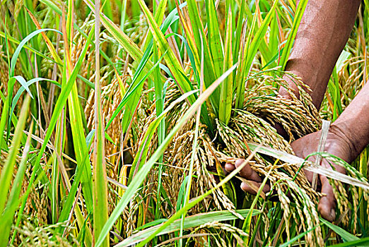 农民,稻田,孟加拉,四月,2009年
