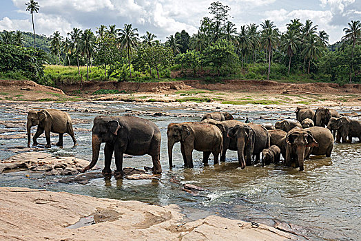 亚洲,东方,大象,象属,牧群,浴,河,动物收容院,中央省,斯里兰卡