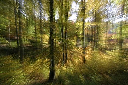 秋天,彩色,山毛榉,树林,变焦,展示,时间