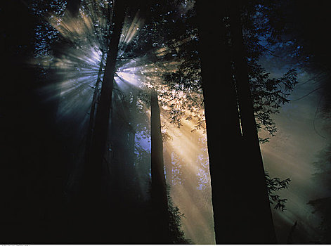 草原小溪红杉州立公园,加利福尼亚,美国