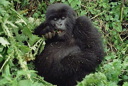 山地大猩猩,大猩猩,幼仔,维龙加山,北方,边界,卢旺达,刚果,乌干达