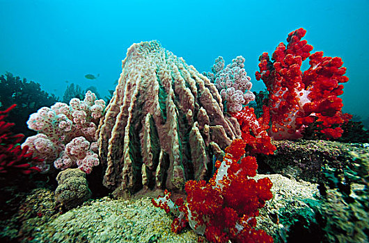 软珊瑚,印度尼西亚