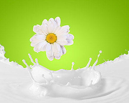 图像,牛奶,甘菊,彩色背景