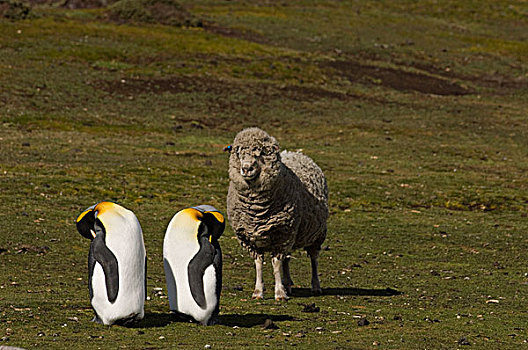 帝企鹅,一对,家羊,绵羊,自愿角,东福克兰,岛屿,福克兰群岛