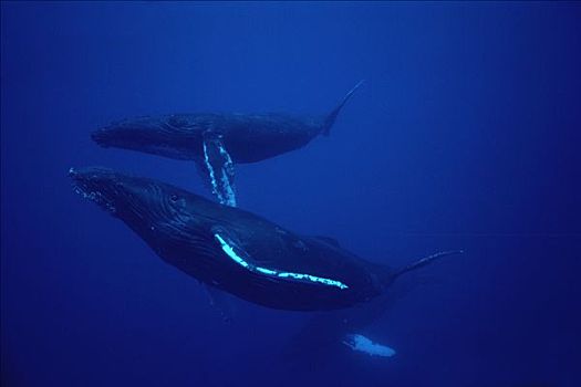 驼背鲸,大翅鲸属,鲸鱼,母兽,夏威夷