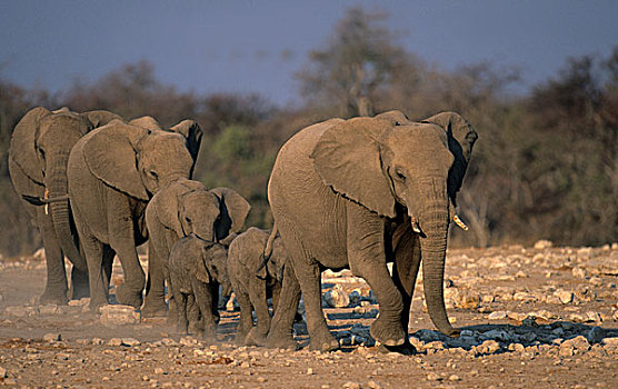 非洲象,牧群,接近,水坑,埃托沙国家公园,纳米比亚,非洲