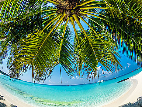 棕榈树,沙滩,鱼眼镜头,环礁,印度洋,马尔代夫,亚洲