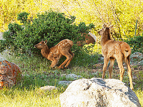 一个,两个,麋鹿,幼兽,起床,落基山国家公园,科罗拉多,美国