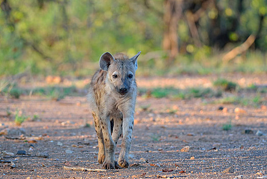 斑鬣狗,走,克鲁格国家公园,南非,非洲