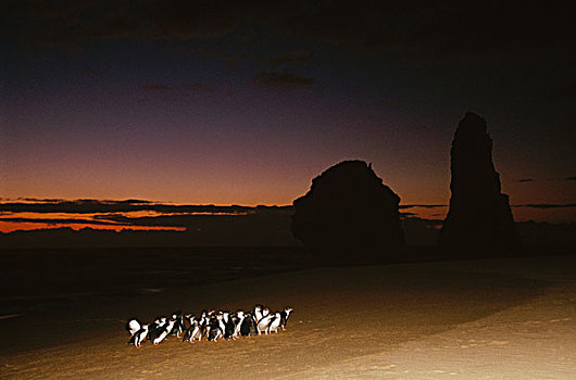 小蓝企鹅,神仙企鹅,群,行进,向上,海滩,洞穴,觅食,港口,维多利亚,澳大利亚