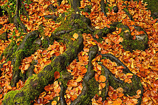 树,根部,叶子,黑森林地区,黑森林,巴登符腾堡,德国