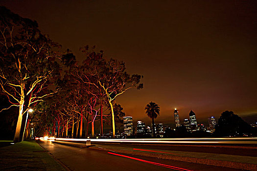 光亮,桉树,树,国王,公园,夜晚,天际线,西澳大利亚州,澳大利亚