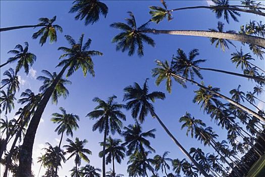 广角,棕榈树,剪影,天空,夏威夷