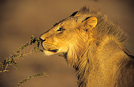 雄性,狮子,嗅,枝条,卡拉哈迪大羚羊国家公园,北开普,南非,非洲