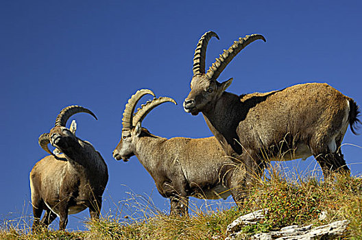 野生山羊,羱羊,瑞士