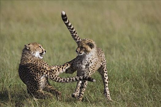 印度豹,猎豹,9个月大,马赛马拉国家保护区,肯尼亚