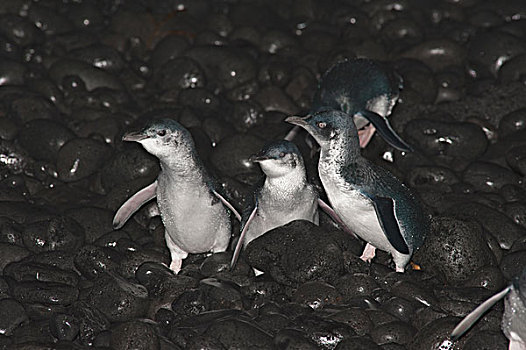 小蓝企鹅,群,陆地,喂食,旅游,海上,菲利普岛,澳大利亚