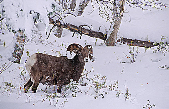 大角羊,雄性,艾伯塔省,加拿大
