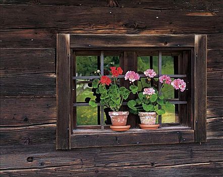 植物,花盆,正面,窗户,窗边,木屋,巴伐利亚