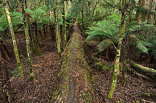 雨林,靠近,河,塔斯马尼亚,澳大利亚