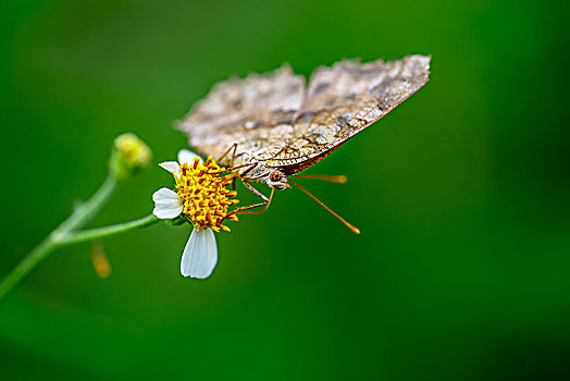 微距摄影昆虫,绿色背景下的蝴蝶