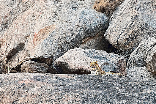 豹,躺着,石头,暸望,拉贾斯坦邦,印度,亚洲