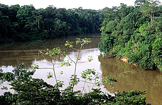 法属圭亚那,河,亚马逊地区,雨林
